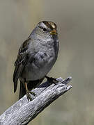 White-crowned Sparrow