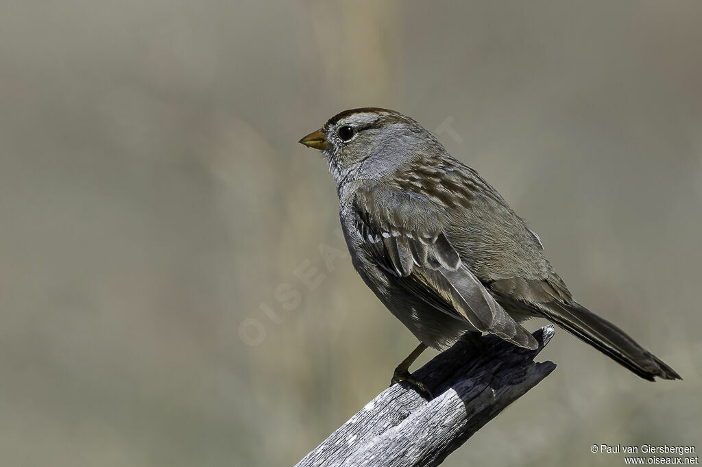 Bruant à couronne blanche