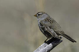 White-crowned Sparrow