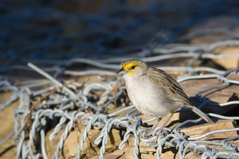 Bruant à front d'or