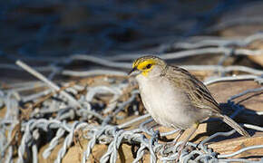 Yellow-browed Sparrow