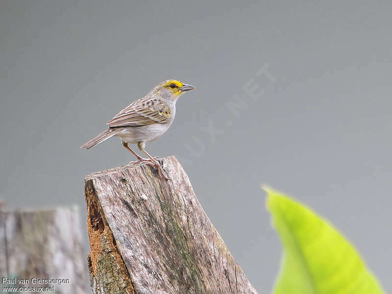 Yellow-browed Sparrowadult, identification