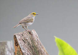 Yellow-browed Sparrow