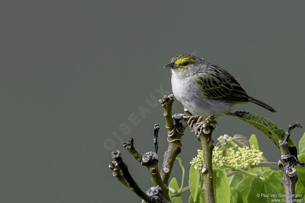 Yellow-browed Sparrowadult