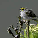 Bruant à front d'or