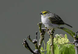 Yellow-browed Sparrow