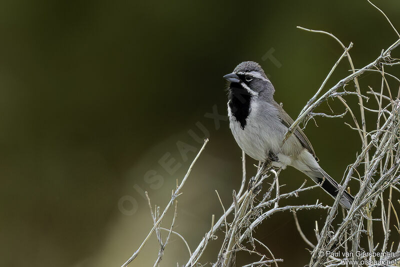Black-throated Sparrowadult