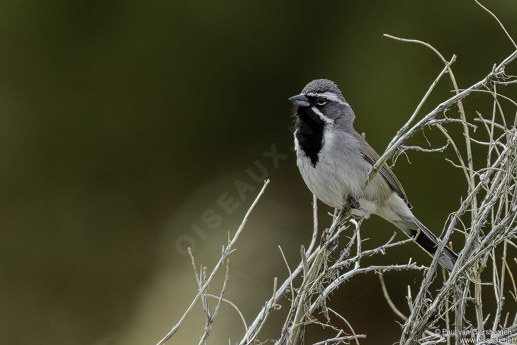 Bruant à gorge noireadulte