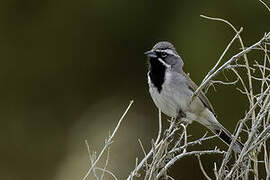 Black-throated Sparrow