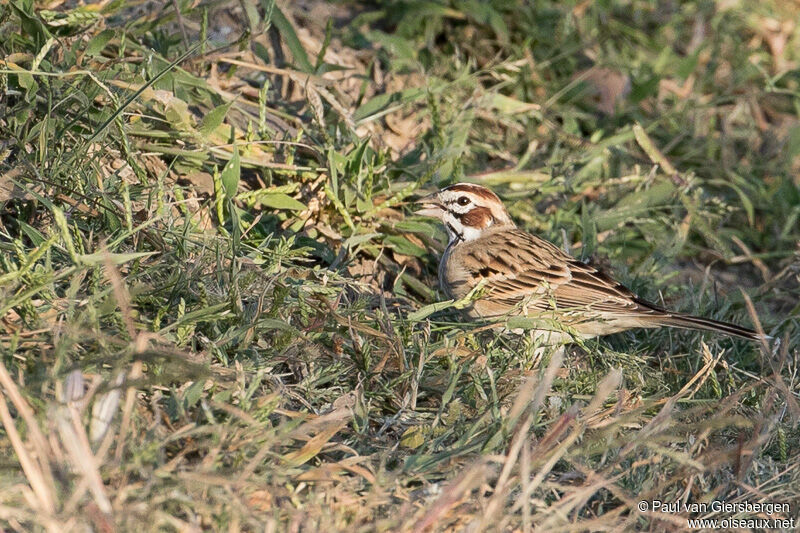 Bruant à joues marron