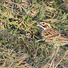 Bruant à joues marron