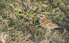 Lark Sparrow