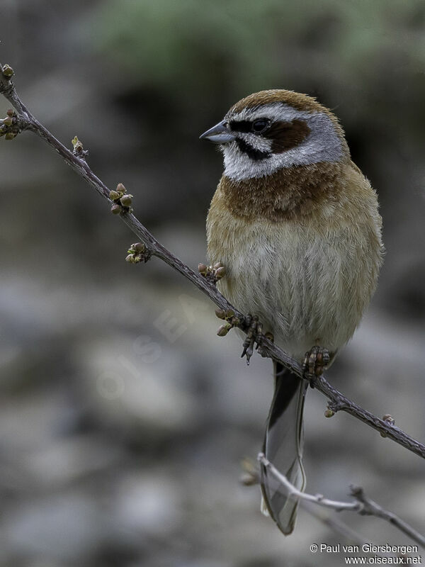 Bruant à longue queueadulte