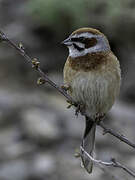 Meadow Bunting