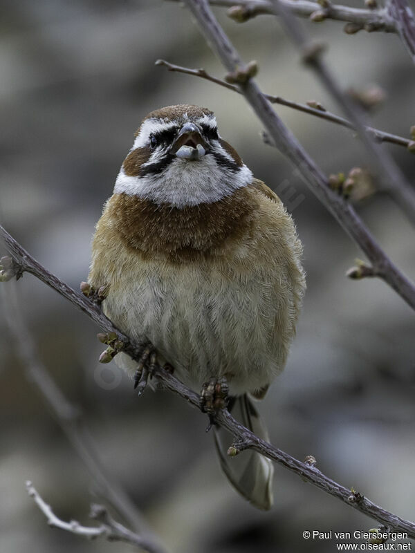 Bruant à longue queueadulte