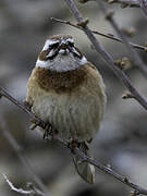 Meadow Bunting