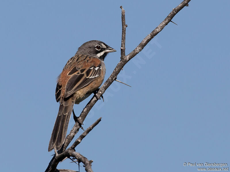 Bridled Sparrow