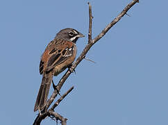 Bridled Sparrow