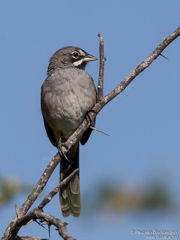 Bridled Sparrow