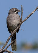 Bridled Sparrow