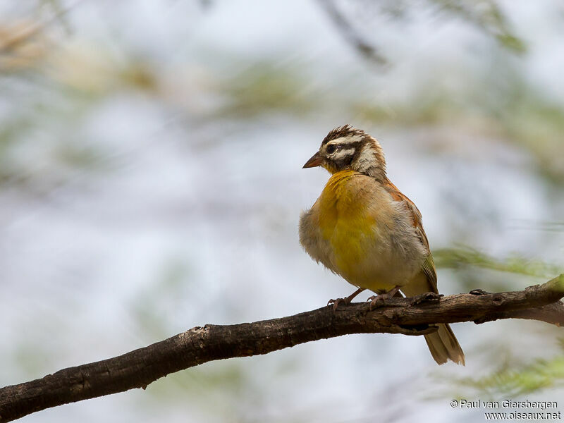 Bruant à poitrine dorée