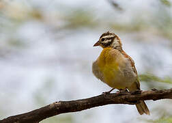 Golden-breasted Bunting