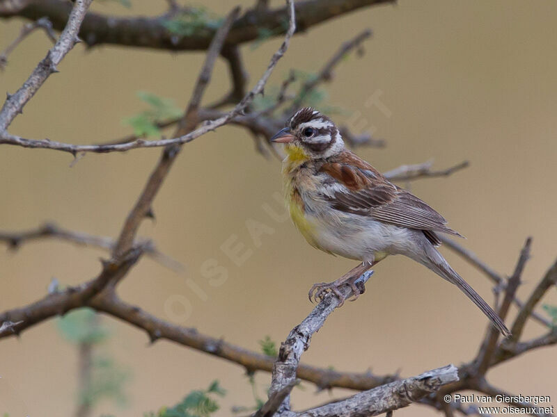 Golden-breasted Bunting