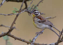 Golden-breasted Bunting