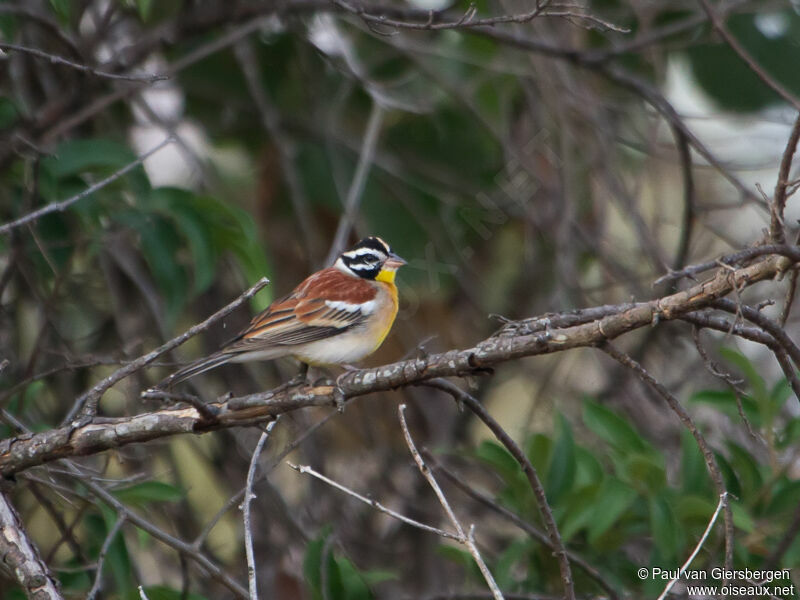 Golden-breasted Bunting