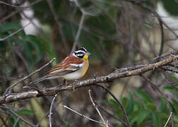 Golden-breasted Bunting