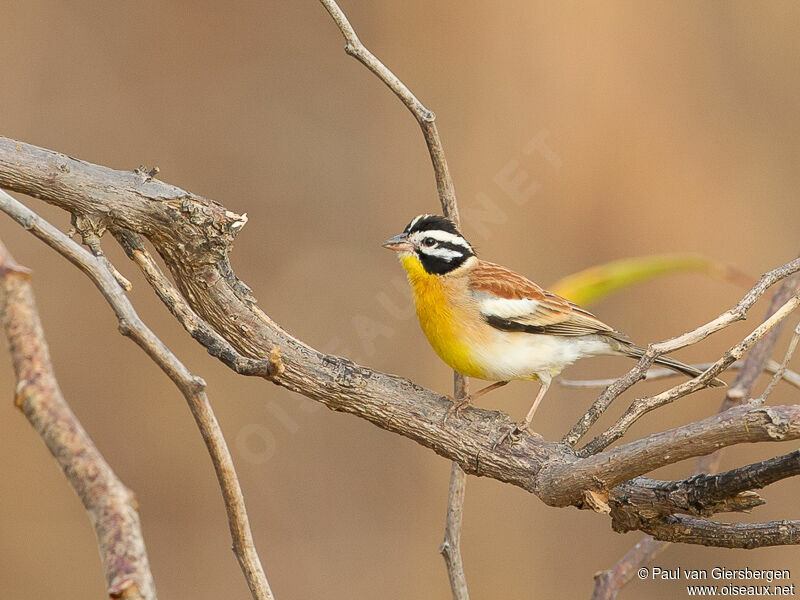 Golden-breasted Bunting