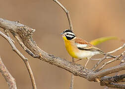 Golden-breasted Bunting