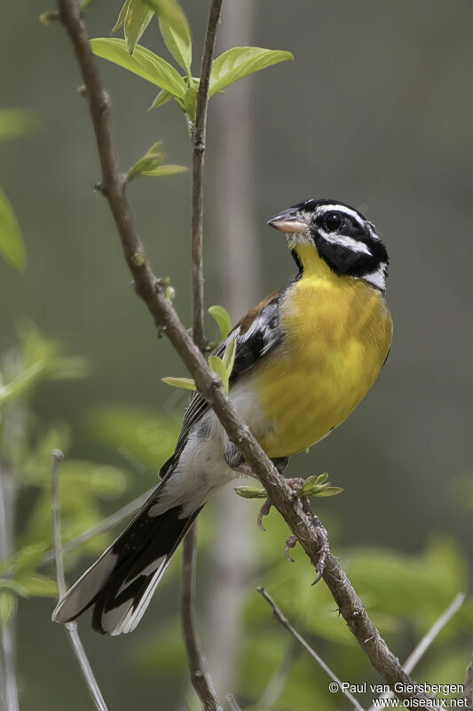 Bruant à poitrine doréeadulte