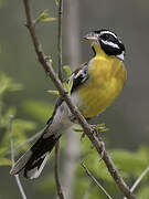 Golden-breasted Bunting