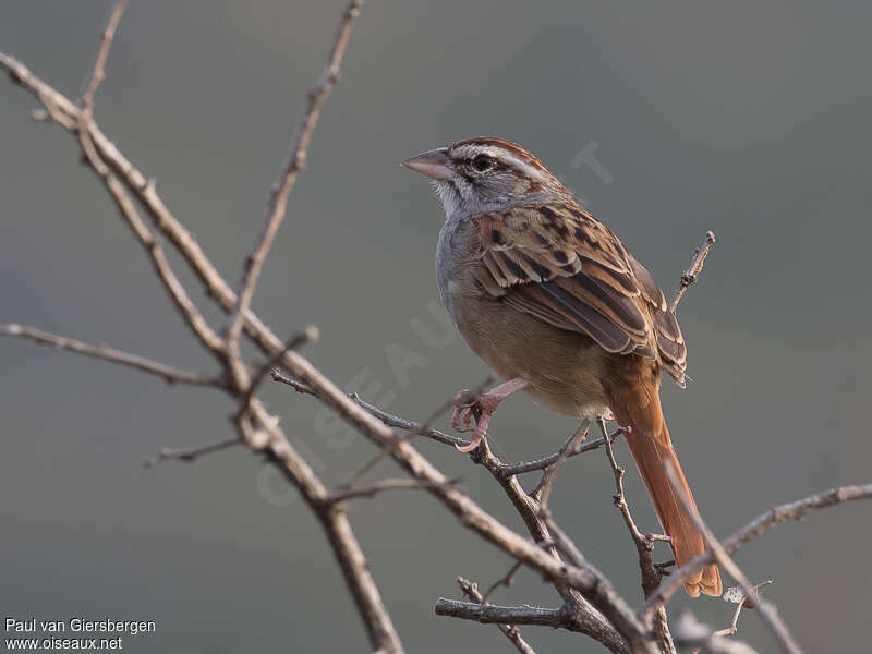 Cinnamon-tailed Sparrowadult, identification