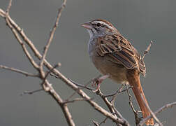 Cinnamon-tailed Sparrow