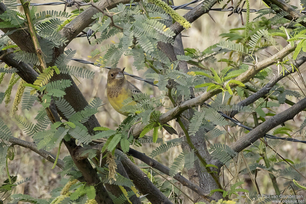 Bruant à tête rousse