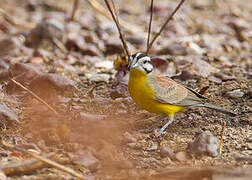 Brown-rumped Bunting