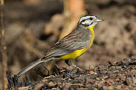 Bruant à ventre jaune