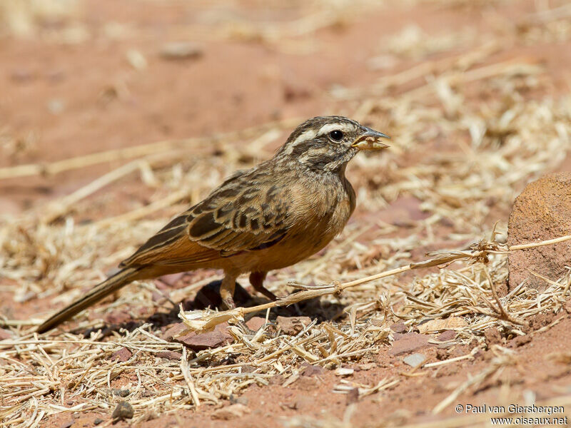 Cinnamon-breasted Bunting