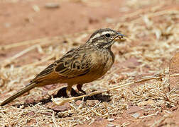 Cinnamon-breasted Bunting