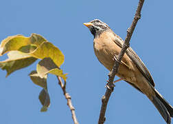 Cinnamon-breasted Bunting