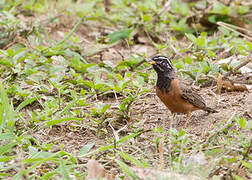 Cinnamon-breasted Bunting