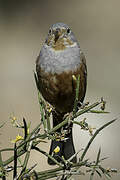 Cretzschmar's Bunting