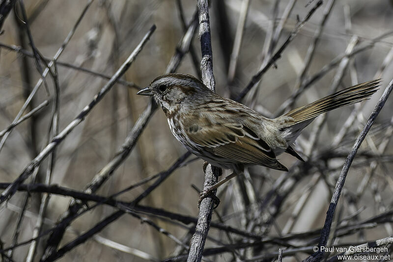 Song Sparrowadult