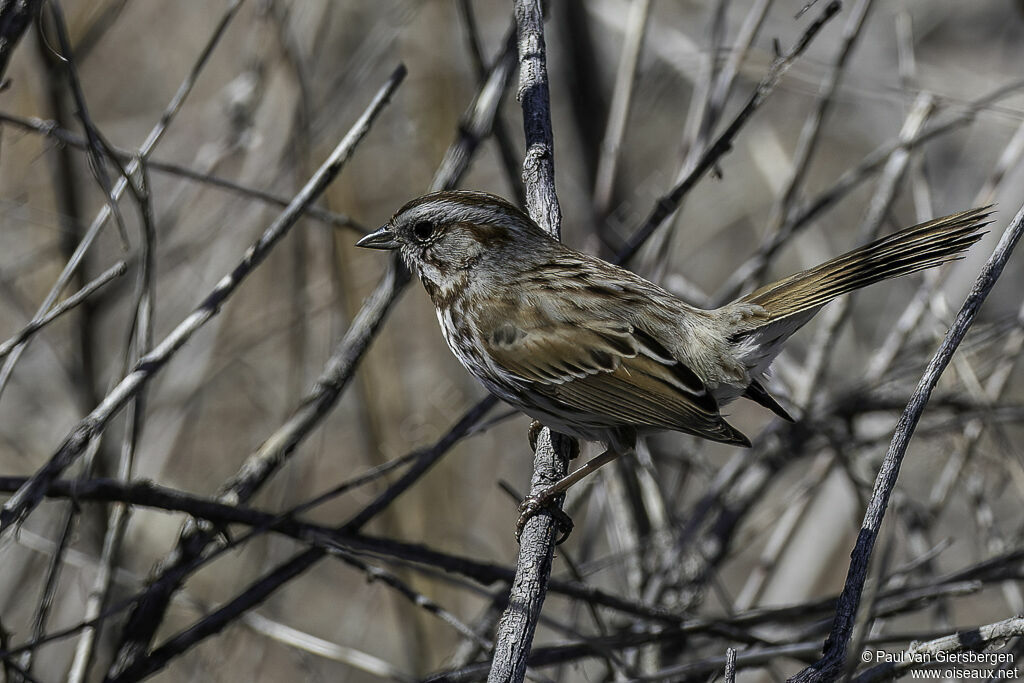 Bruant chanteuradulte