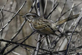 Song Sparrow