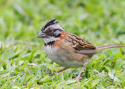 Rufous-collared Sparrow