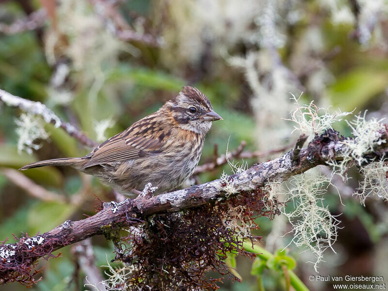 Rufous-collared Sparrow