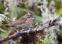 Rufous-collared Sparrow